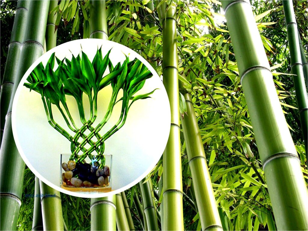 bambu çiçeği