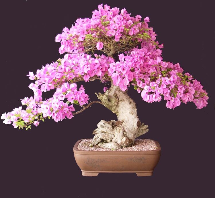 bonsai ağacı nasıl bakılır