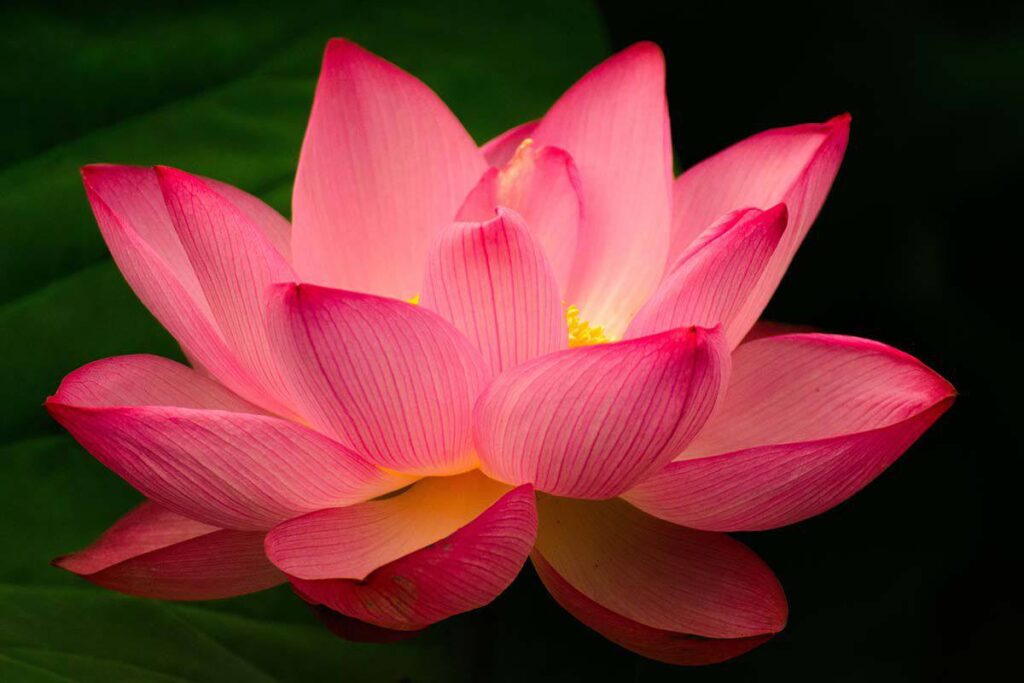 lotus çiçeği
